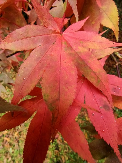 Acer Leaf
