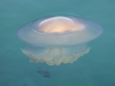 Jellyfish in Portugal