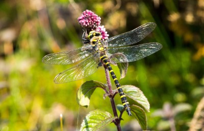 Male Goldenringed Dragonfly