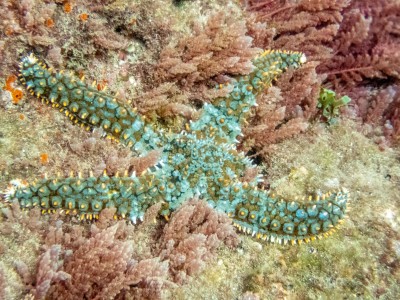 Starfish Madeira