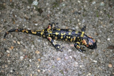 Salamander Portugal