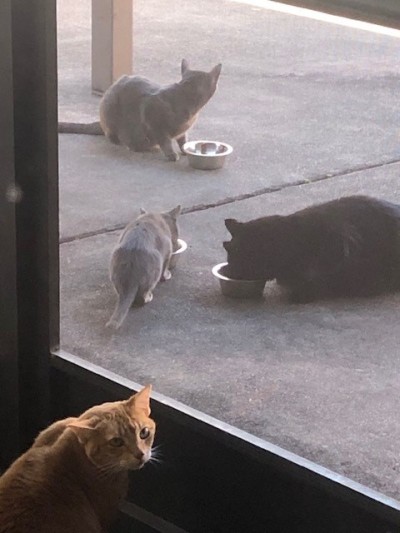 Cats Feeding