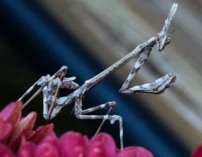 Conehead Mantis