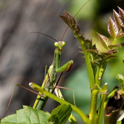 European Mantis