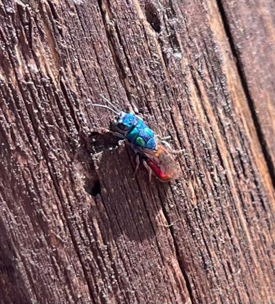 Ruby-tailed Wasp