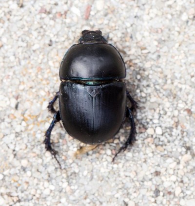 Black Beetle