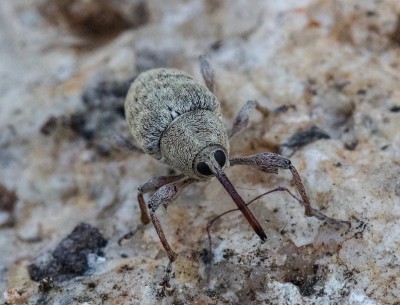 Weevil