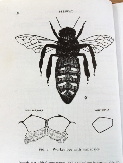 Worker Bee With Wax Scales