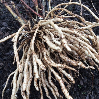 Skirret