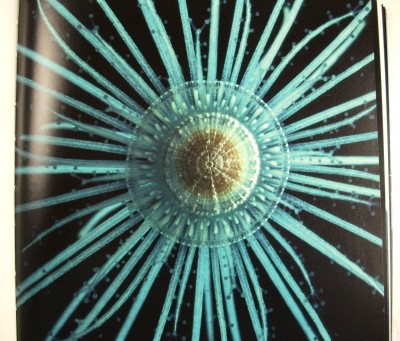 Sailors in the Wind Jellyfish