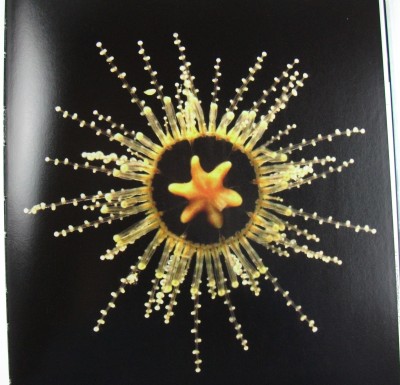 Leaf Crawler Jellyfish