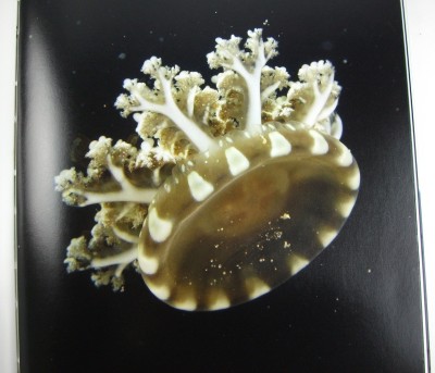 Upside Down Jellyfish