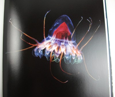 Santa's Hat Jellyfish