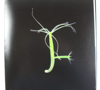 Gorgons of the Pond Jellyfish