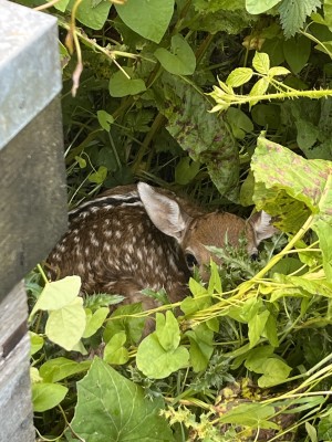 Fallow Deer Fawn