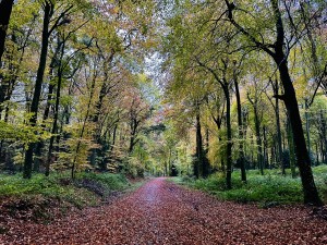 Autumn in Barnets Wood