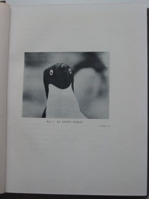 Stella And Roses Books Antarctic Penguins Written By G Murray Levick Stock Code 1201443 