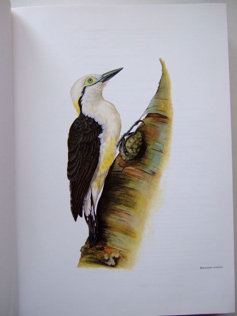 Photo of BIRDS OF SURINAME written by Haverschmidt, F.
Mees, G.F. illustrated by Barruel, Paul
Van Noortwijk, Inge published by Vaco (STOCK CODE: 1204194)  for sale by Stella & Rose's Books