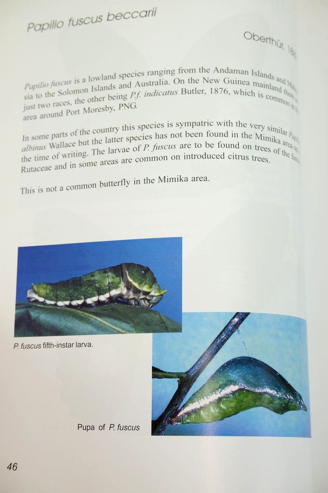 Photo of MIMIKA BUTTERFLIES written by Gotts, Robert
Pangemanan, Norris published by Pt Freeport Indonesia (STOCK CODE: 1323032)  for sale by Stella & Rose's Books