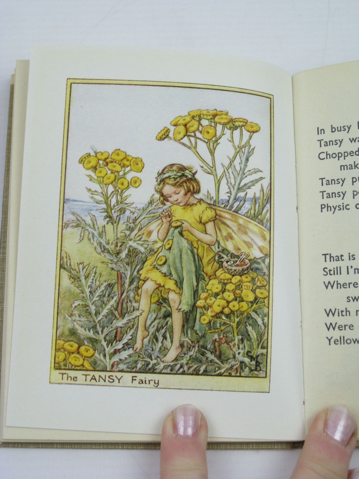 Stella And Roses Books Flower Fairies Of The Wayside Written By Cicely