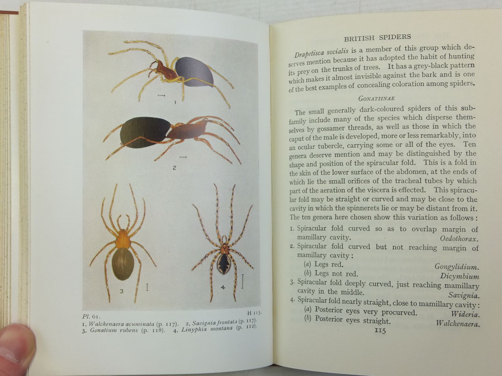 Stella & Rose's Books : THE SPIDERS AND ALLIED ORDERS OF THE BRITISH ...