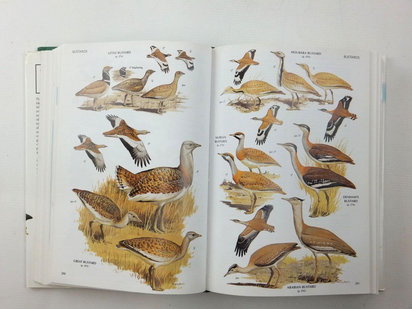 Photo of THE HANDBOOK OF BIRD IDENTIFICATION FOR EUROPE AND THE WESTERN PALEARCTIC written by Beaman, Mark
Madge, Steve illustrated by Burn, Hilary
et al.,  published by Christopher Helm (STOCK CODE: 1609822)  for sale by Stella & Rose's Books