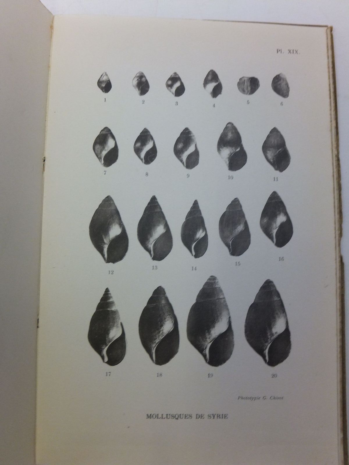 Photo of MOLLUSQUES TERRESTRES ET FLUVIATILES DE SYRIE (2 VOLUMES) written by German, Louis published by J. - B. Balliere Et Fils (STOCK CODE: 1708157)  for sale by Stella & Rose's Books