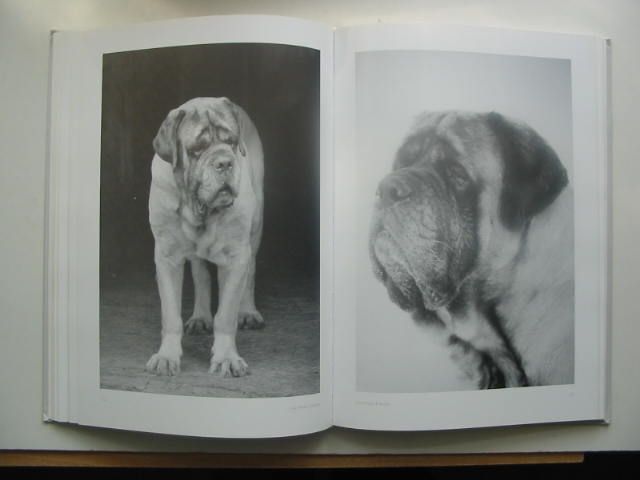 Photo of MASTIFF IMAGES written by Rosingh, Hans illustrated by Rosingh, Hans published by Bbpress (STOCK CODE: 1801978)  for sale by Stella & Rose's Books