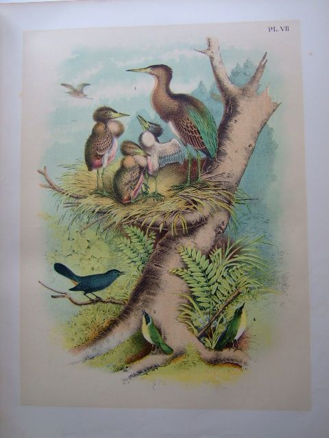 Photo of THE BIRDS OF NORTH AMERICA written by Studer, Jacob H. published by The Natural Science Association Of America (STOCK CODE: 1804391)  for sale by Stella & Rose's Books