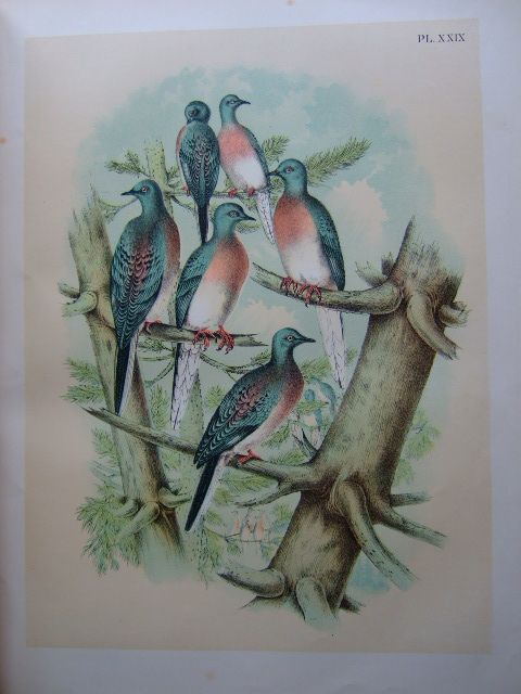 Photo of THE BIRDS OF NORTH AMERICA written by Studer, Jacob H. published by The Natural Science Association Of America (STOCK CODE: 1804391)  for sale by Stella & Rose's Books