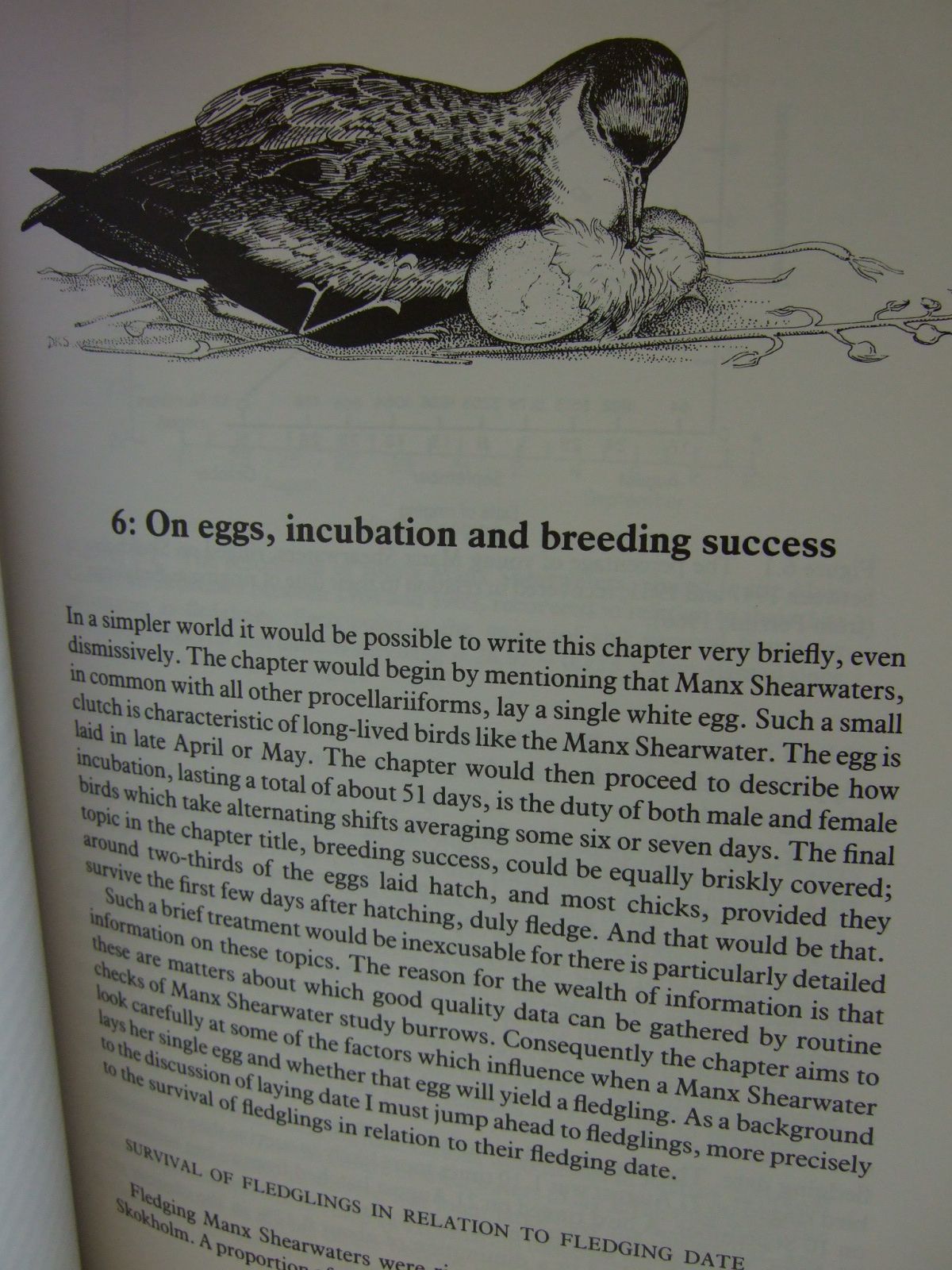 Photo of THE MANX SHEARWATER written by Haresnape, Brian illustrated by Scott, Dafila published by T. & A.D. Poyser (STOCK CODE: 1806356)  for sale by Stella & Rose's Books