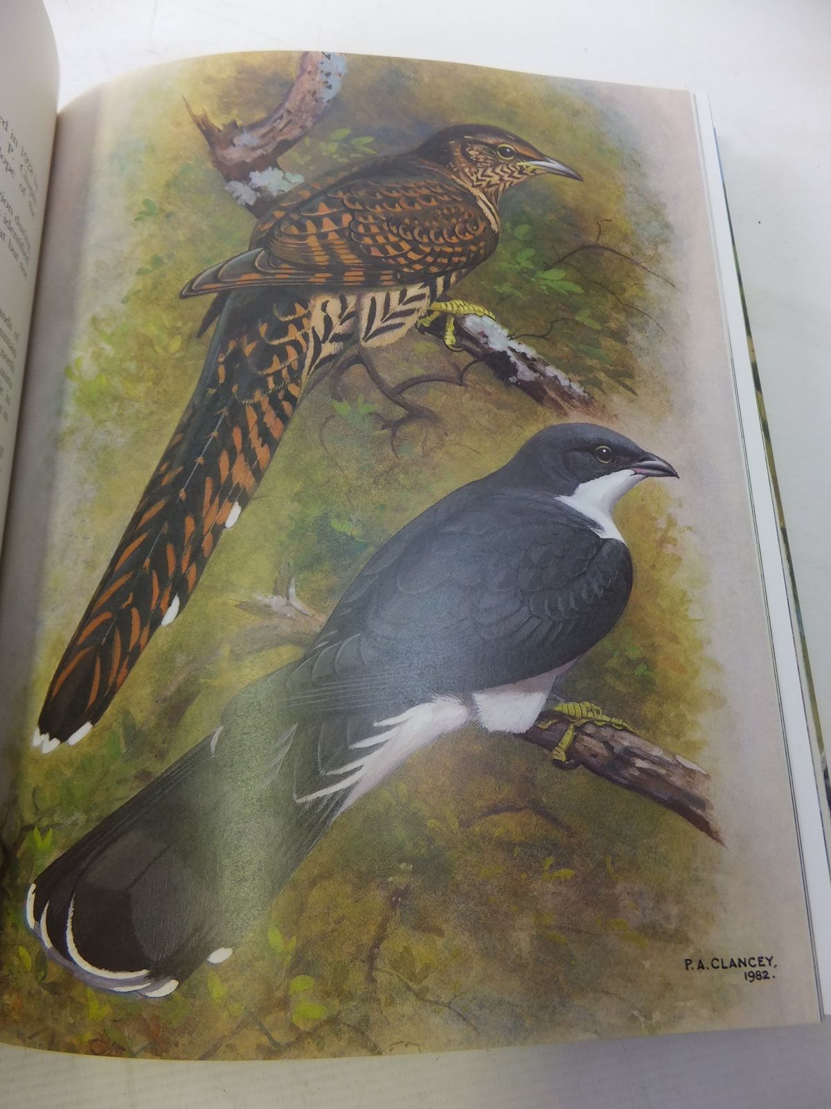 Photo of THE RARE BIRDS OF SOUTHERN AFRICA written by Clancey, P.A. illustrated by Clancey, P.A. published by Winchester Press (STOCK CODE: 1811098)  for sale by Stella & Rose's Books