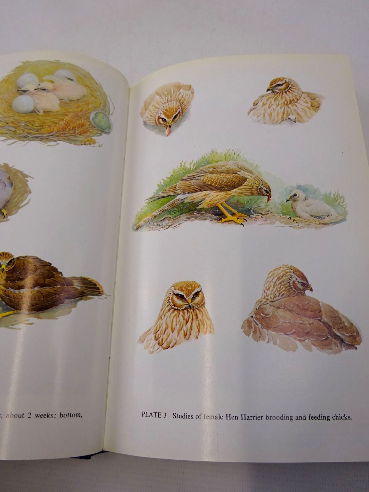 Photo of THE HEN HARRIER written by Watson, Donald illustrated by Watson, Donald published by T. & A.D. Poyser (STOCK CODE: 1815871)  for sale by Stella & Rose's Books