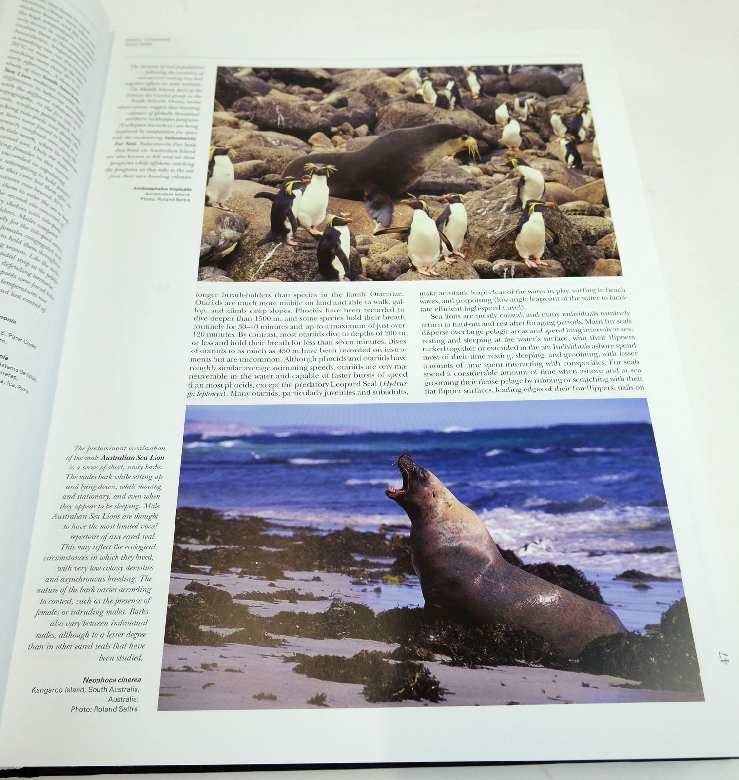 Photo of HANDBOOK OF THE MAMMALS OF THE WORLD 4. SEA MAMMALS written by Wilson, Don E.
Mittermeier, Russell A.
et al, published by Lynx Edicions (STOCK CODE: 1820159)  for sale by Stella & Rose's Books