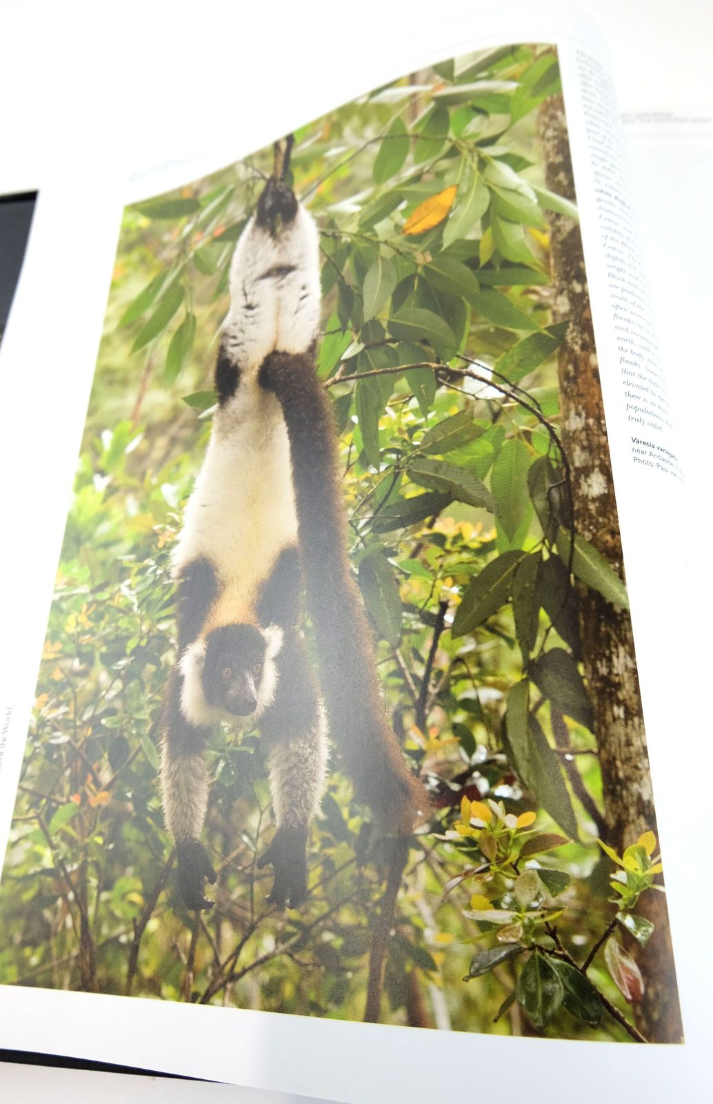 Photo of HANDBOOK OF THE MAMMALS OF THE WORLD 3. PRIMATES written by Mittermeier, Russell A.
Rylands, Anthony B.
Wilson, Don E.
et al, published by Lynx Edicions (STOCK CODE: 1820160)  for sale by Stella & Rose's Books