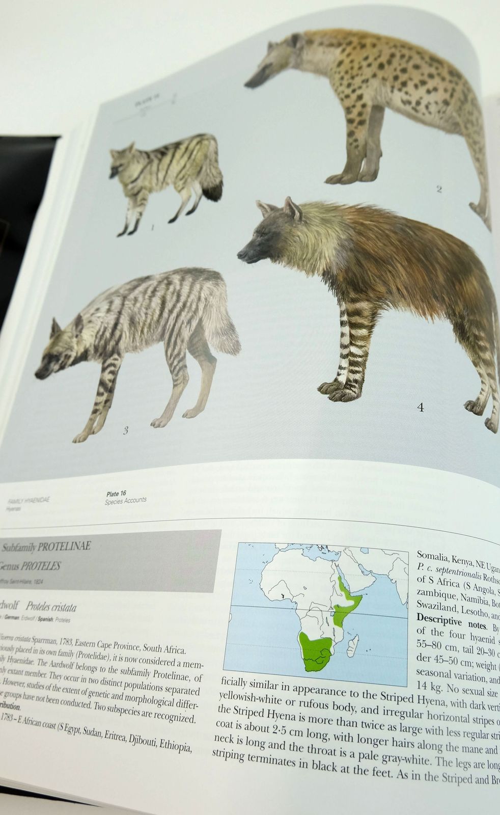 Photo of HANDBOOK OF THE MAMMALS OF THE WORLD 1. CARNIVORES written by Wilson, Don E.
Mittermeier, Russell A.
et al, published by Lynx Edicions (STOCK CODE: 1820163)  for sale by Stella & Rose's Books