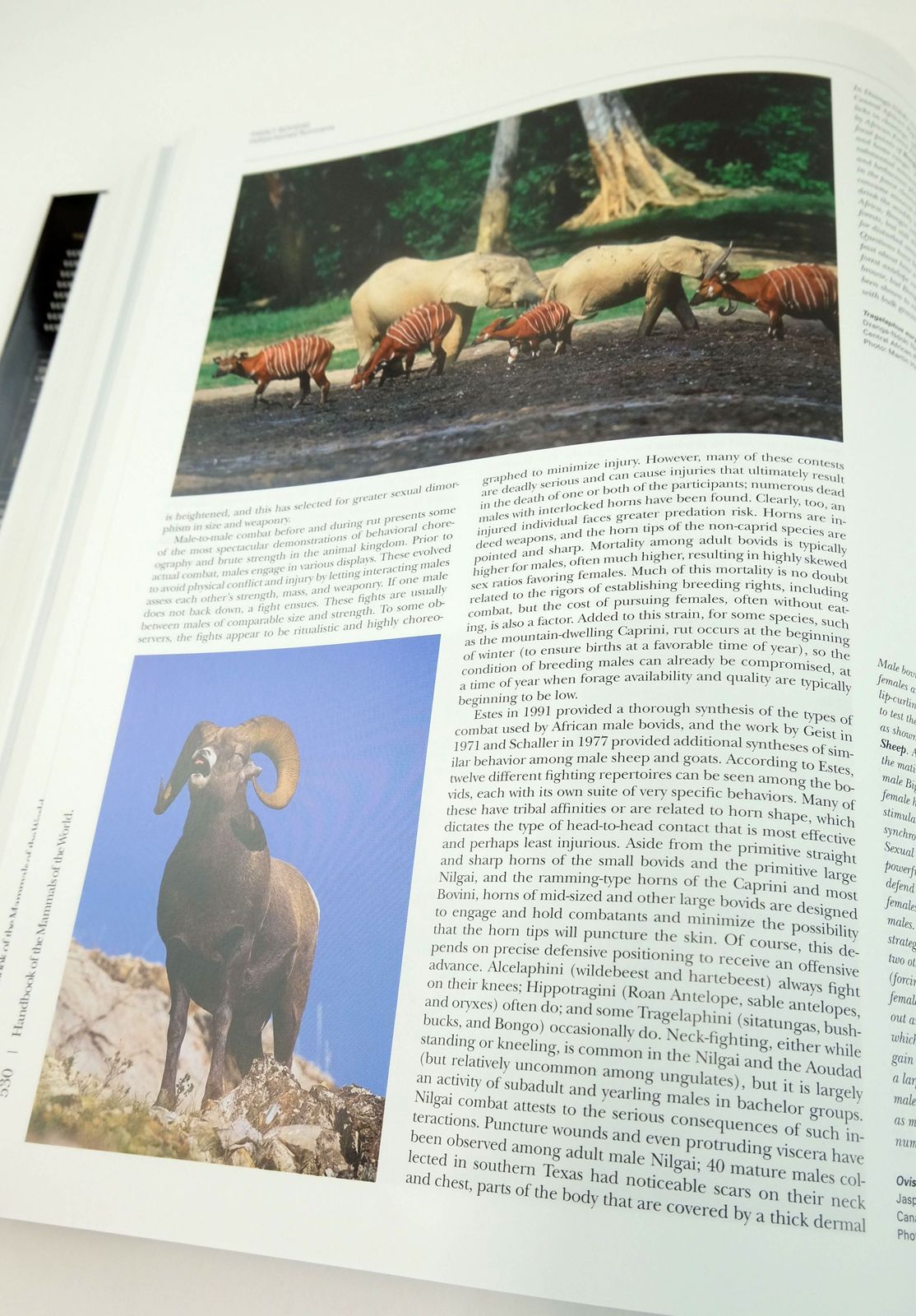 Photo of HANDBOOK OF THE MAMMALS OF THE WORLD 2. HOOFED MAMMALS written by Wilson, Don E.
Mittermeier, Russell A.
et al,  published by Lynx Edicions (STOCK CODE: 1820164)  for sale by Stella & Rose's Books