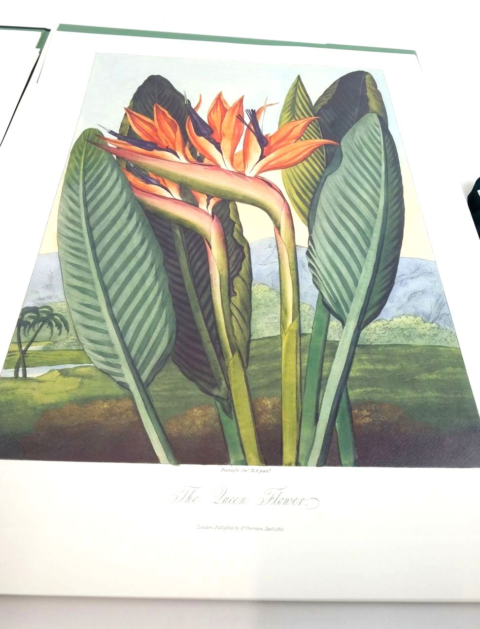 Photo of THE TEMPLE OF FLORA: THE FLOWER PLATES illustrated by Thornton, Robert published by Folio Society (STOCK CODE: 1820349)  for sale by Stella & Rose's Books