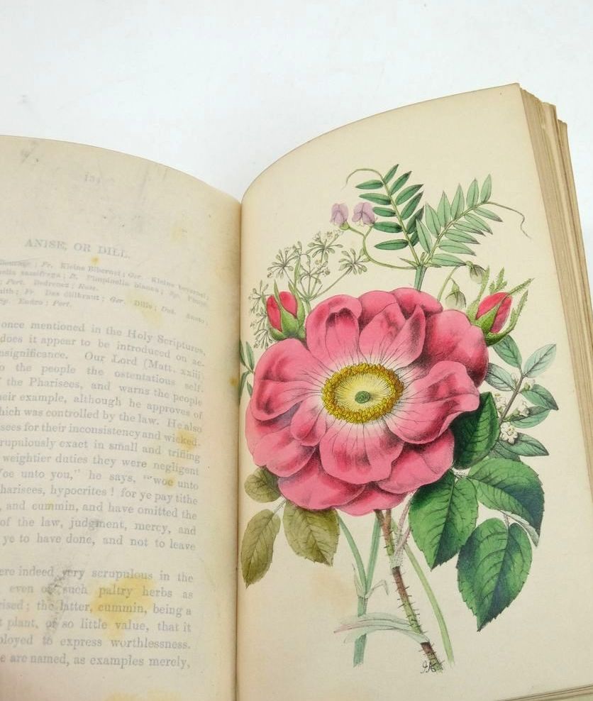 Photo of FLOWERS FROM THE HOLY LAND written by Tyas, Robert illustrated by Andrews, James published by Houlston and Stoneman (STOCK CODE: 1823260)  for sale by Stella & Rose's Books