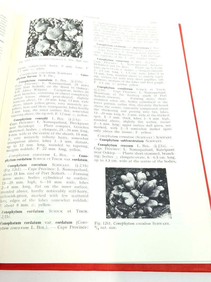Photo of A HANDBOOK OF SUCCULENT PLANTS (3 VOLUMES) written by Jacobsen, Hermann published by Blandford Press (STOCK CODE: 1823918)  for sale by Stella & Rose's Books