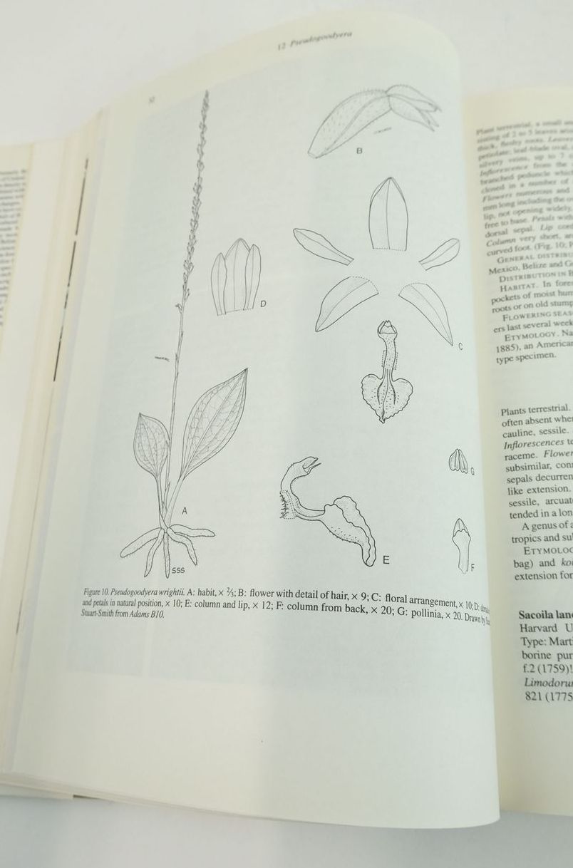 Photo of NATIVE ORCHIDS OF BELIZE written by McLeish, I.
Pearce, N.R.
Adams, B.R. published by A.A. Balkema (STOCK CODE: 1824742)  for sale by Stella & Rose's Books