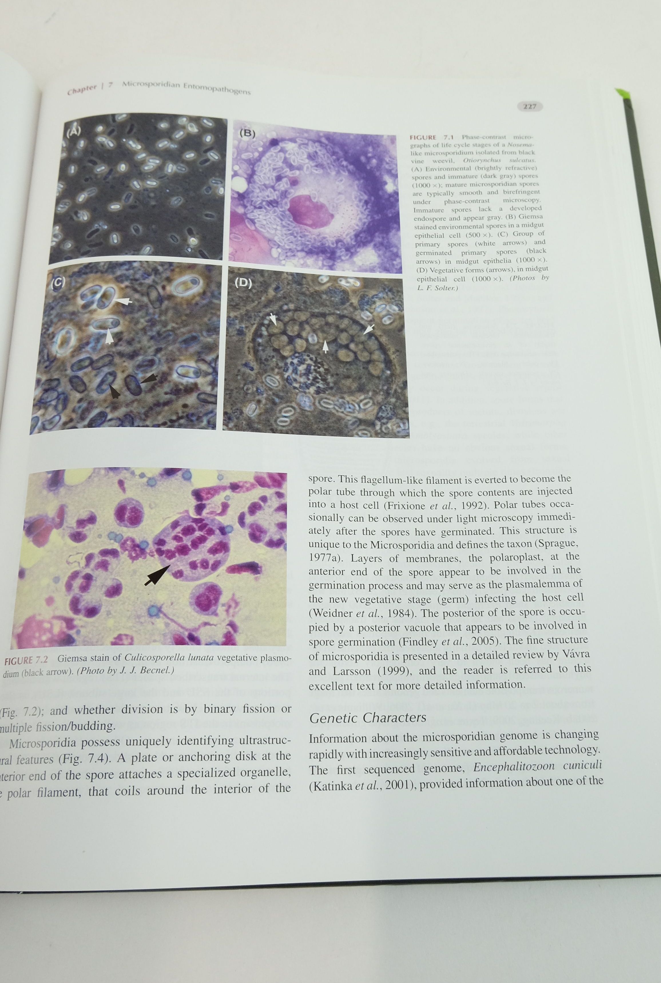 Photo of INSECT PATHOLOGY written by Vega, Fernando E.
Kaya, Harry K. published by Academic Press (STOCK CODE: 1824755)  for sale by Stella & Rose's Books