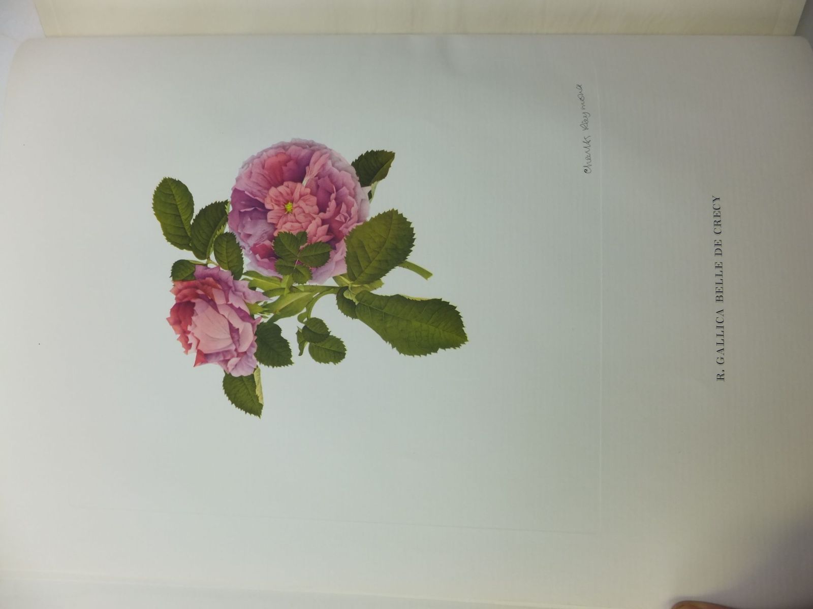 Stella & Rose's Books OLD GARDEN ROSES PART TWO Written By Wilfrid