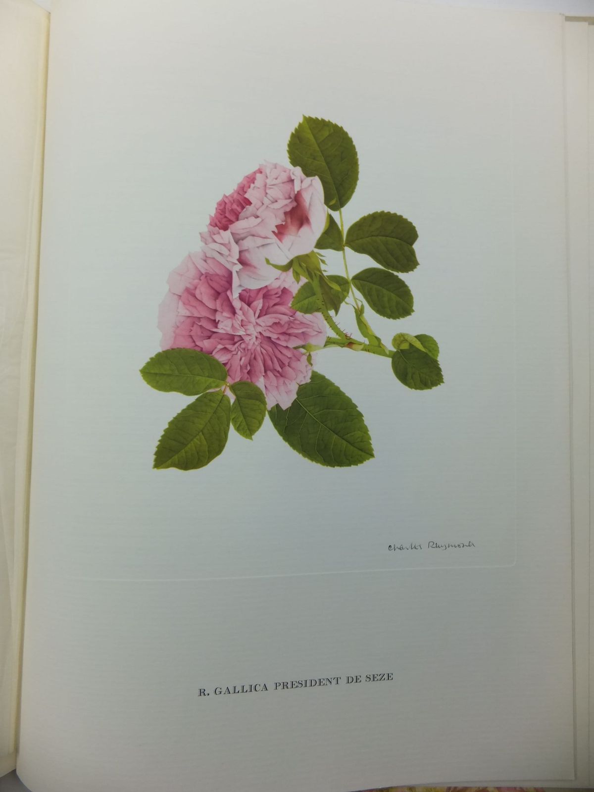 Stella & Rose's Books OLD GARDEN ROSES PART TWO Written By Wilfrid