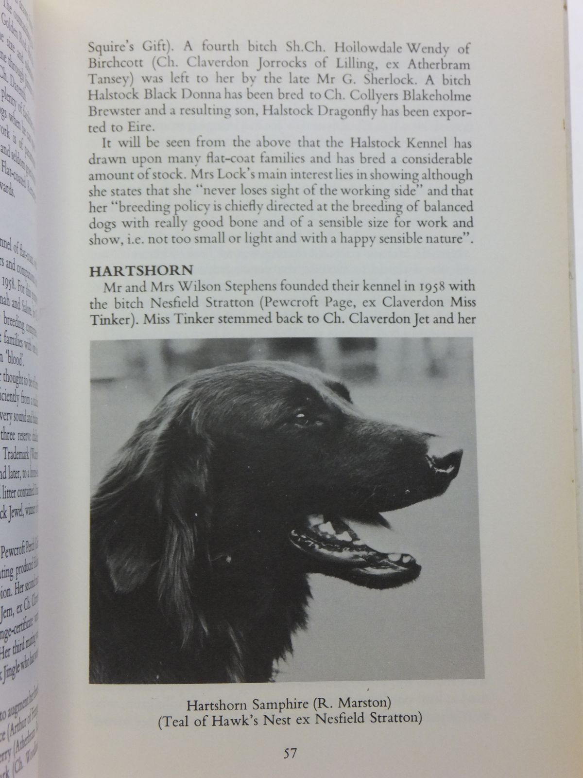 Photo of A REVIEW OF THE FLAT-COATED RETRIEVER written by Laughton, Nancy published by Pelham Books (STOCK CODE: 2111646)  for sale by Stella & Rose's Books