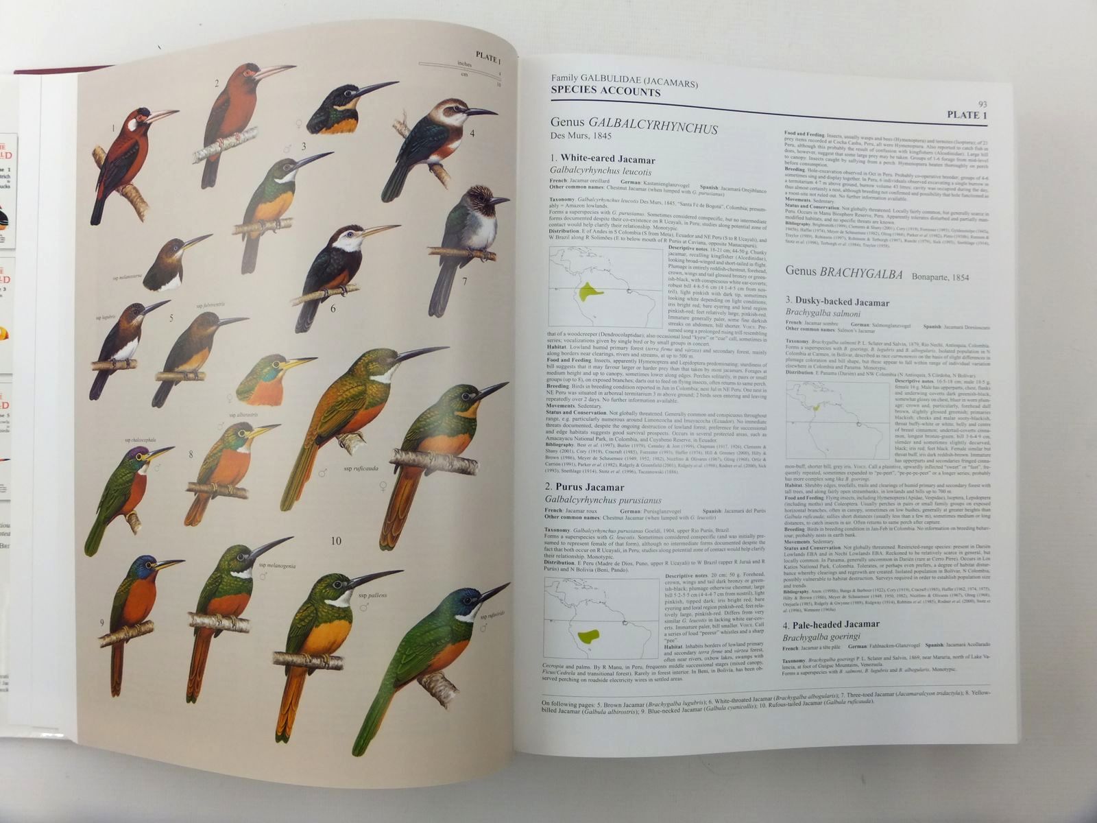 Photo of HANDBOOK OF THE BIRDS OF THE WORLD VOLUME 7: JACAMARS TO WOODPECKERS written by Del Hoyo, Josep
Elliott, Andrew
Sargatal, Jordi
et al,  illustrated by Byers, Clive
Burn, Hilary
Cox, John
et al.,  published by Lynx Edicions (STOCK CODE: 2123516)  for sale by Stella & Rose's Books