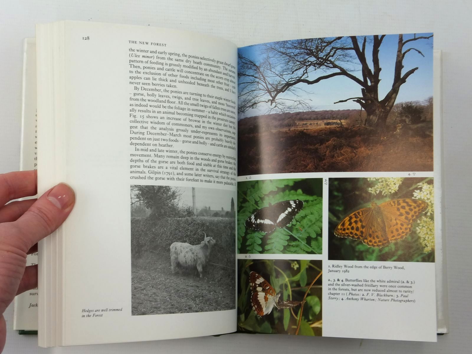 Photo of THE NEW FOREST (NN 73) written by Tubbs, Colin R. published by Collins (STOCK CODE: 2123834)  for sale by Stella & Rose's Books