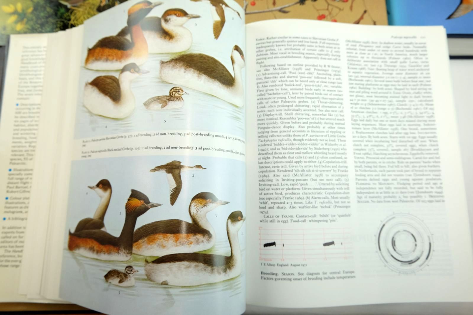 Photo of HANDBOOK OF THE BIRDS OF EUROPE THE MIDDLE EAST AND NORTH AFRICA (9 VOLUMES) written by Cramp, Stanley illustrated by Barruel, Paul
Gillmor, Robert
Hayman, Peter
Scott, Peter
et al.,  published by Oxford University Press (STOCK CODE: 2130562)  for sale by Stella & Rose's Books