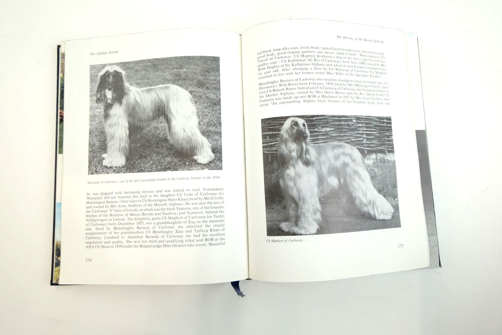 Photo of THE AFGHAN HOUND A DEFINITIVE STUDY written by Niblock, Margaret published by K. & R. Books Ltd. (STOCK CODE: 2134787)  for sale by Stella & Rose's Books