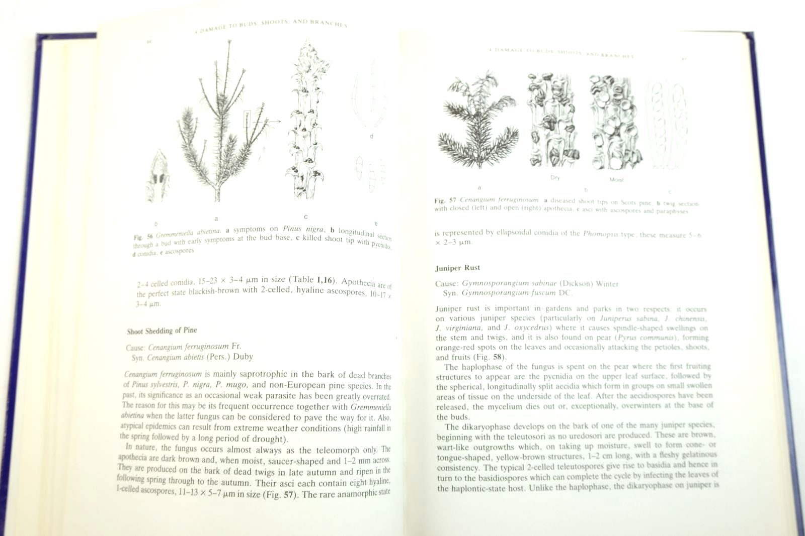 Photo of TREE DISEASES AND DISORDERS: CAUSES, BIOLOGY, AND CONTROL IN FOREST AND AMENITY TREES written by Butin, Heinz
Lonsdale, David published by Oxford University Press (STOCK CODE: 2135351)  for sale by Stella & Rose's Books